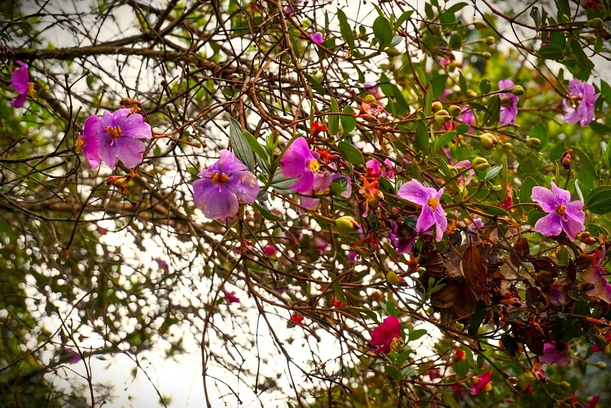 Encanto Minicasitas En Medio De La Naturaleza Santa Elena  Exterior foto